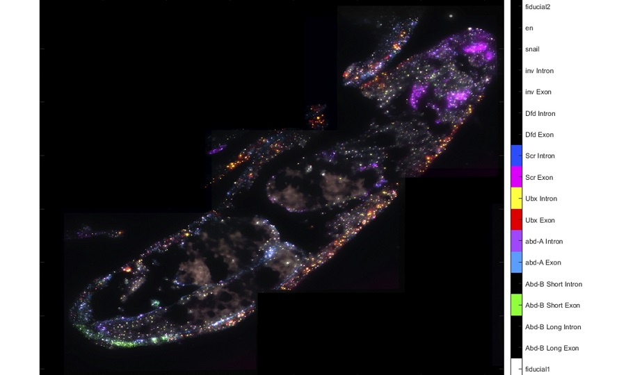 美国Lumencor多通道光源助力生物学领域的研究_美国Lumencor多通道光源助力生物学领域的研究_