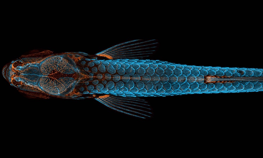 美国Lumencor多通道光源助力生物学领域的研究__美国Lumencor多通道光源助力生物学领域的研究
